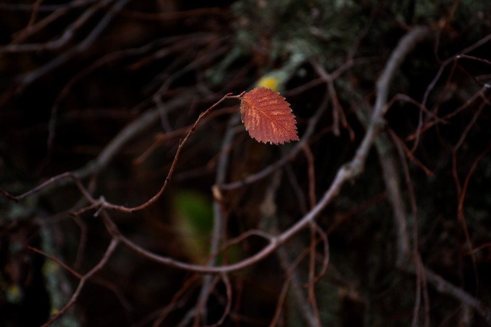 Фотографія незламний / Sashe Kultashev / photographers.ua