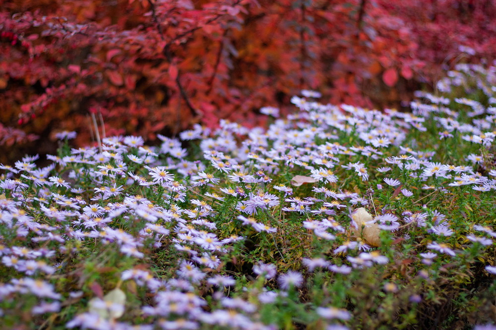 Фотографія Разное / Sashe Kultashev / photographers.ua