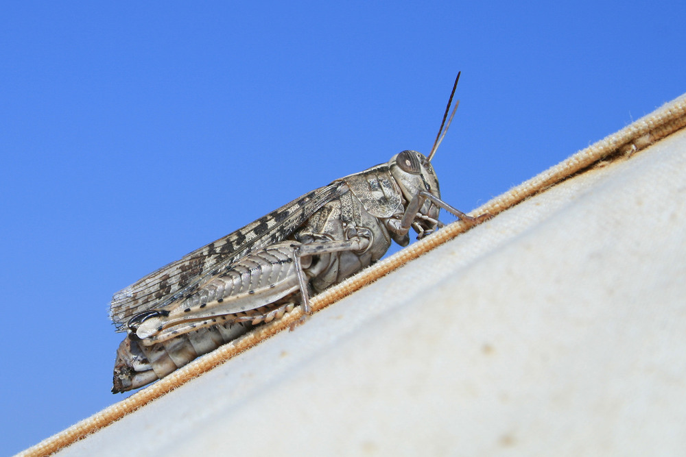 Фотографія Животные / Sashe Kultashev / photographers.ua
