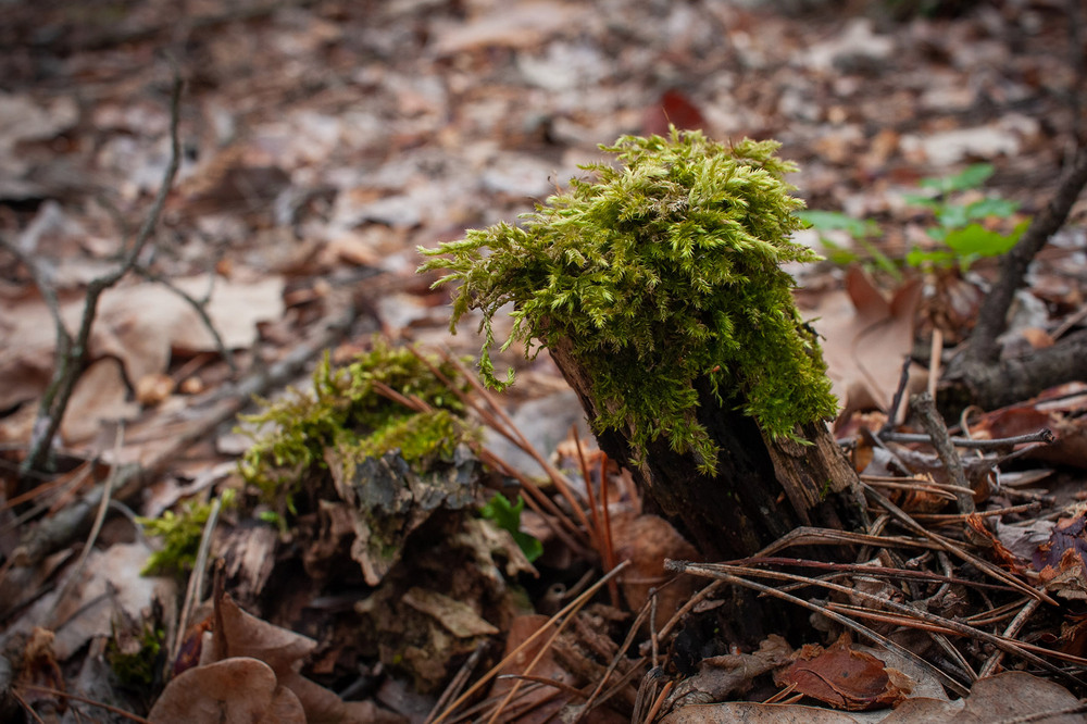 Фотографія Разное / Sashe Kultashev / photographers.ua