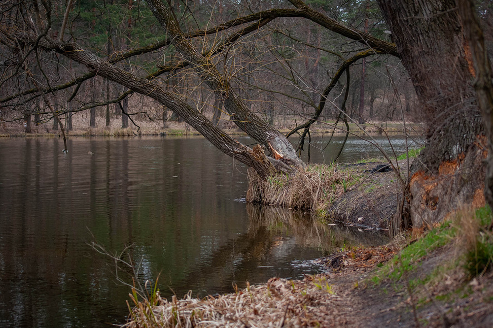 Фотографія Пейзаж / Sashe Kultashev / photographers.ua