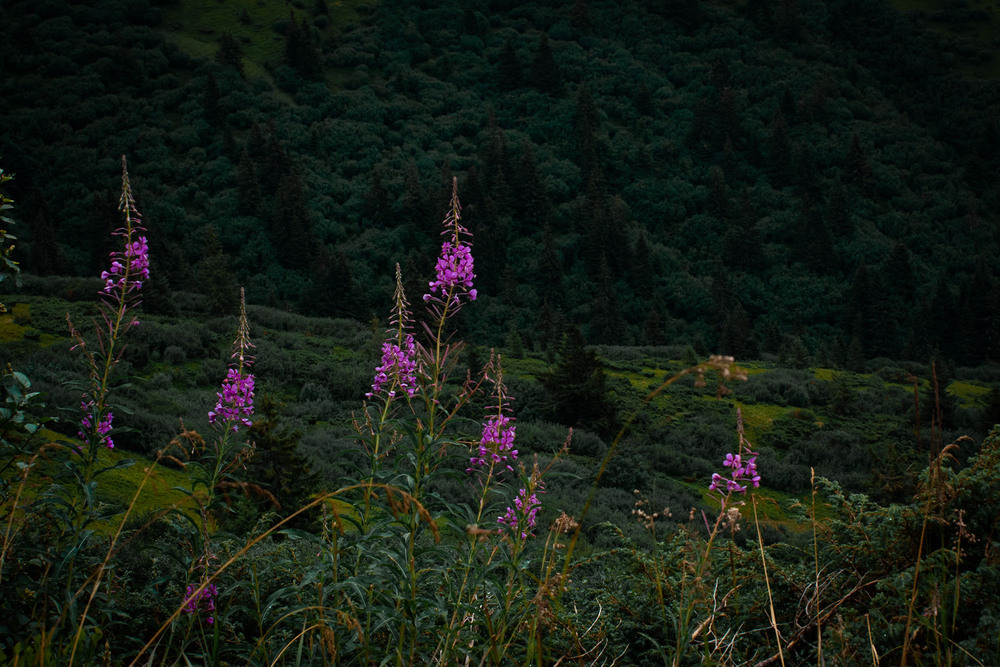 Фотографія Іван-чай / Sashe Kultashev / photographers.ua