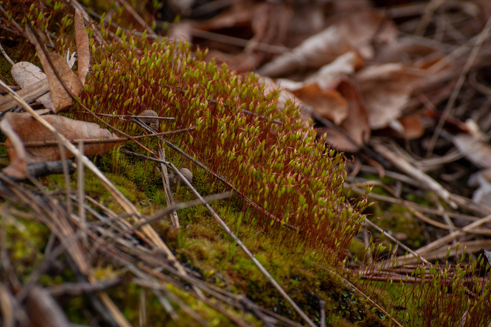 Фотографія Разное / Sashe Kultashev / photographers.ua