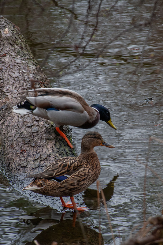 Фотографія Животные / Sashe Kultashev / photographers.ua