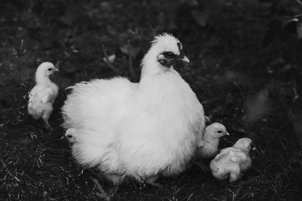 Фотографія Животные / Sashe Kultashev / photographers.ua