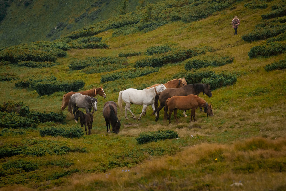 Фотографія Животные / Sashe Kultashev / photographers.ua