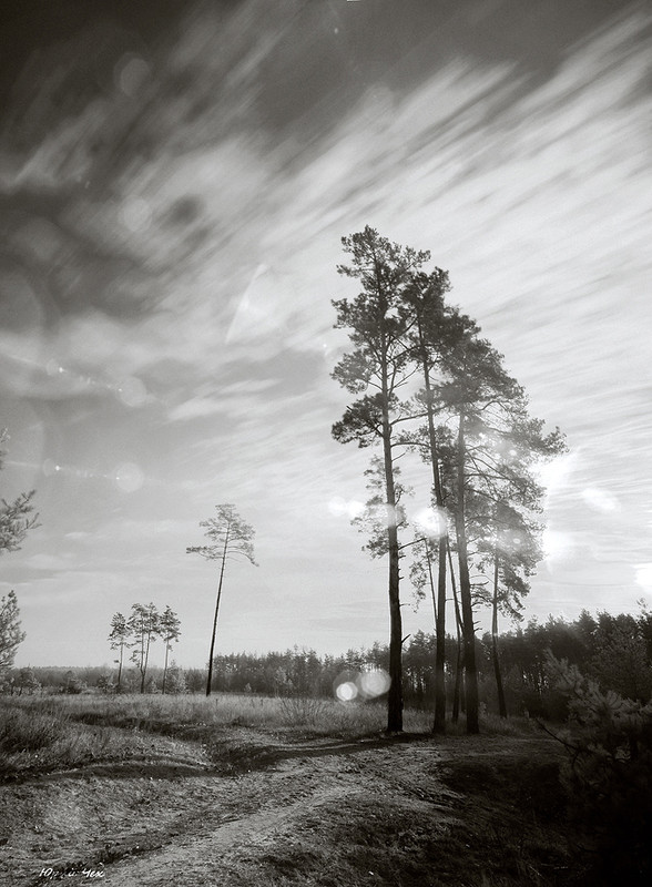 Фотографія когда деревья были большими / Юрій Чех / photographers.ua