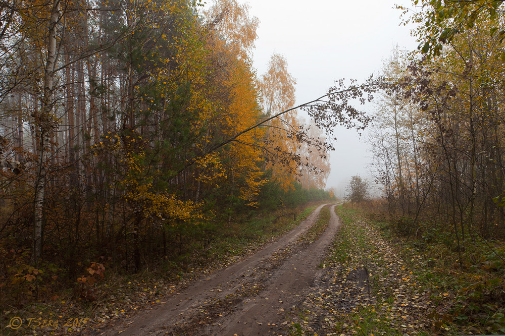 Фотографія Крокуючи осінніми стежками - 2 / TSerg (Сергій) / photographers.ua
