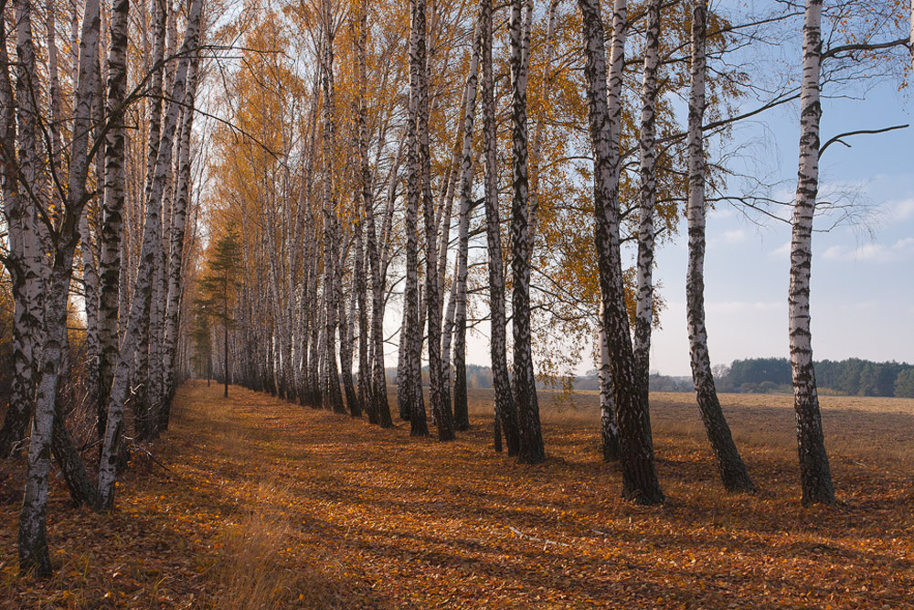 Фотографія Золотава осінь Полісся / TSerg (Сергій) / photographers.ua