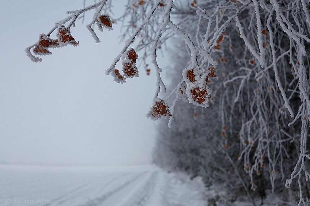 Фотографія Замерзаючий туман-4 / TSerg (Сергій) / photographers.ua