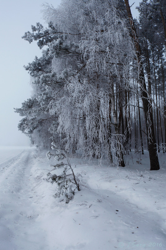 Фотографія Замерзаючий туман-3 / TSerg (Сергій) / photographers.ua