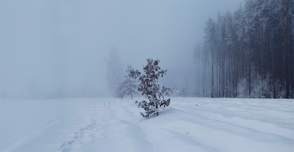 Фотографія Замерзаючий туман-5 / TSerg (Сергій) / photographers.ua