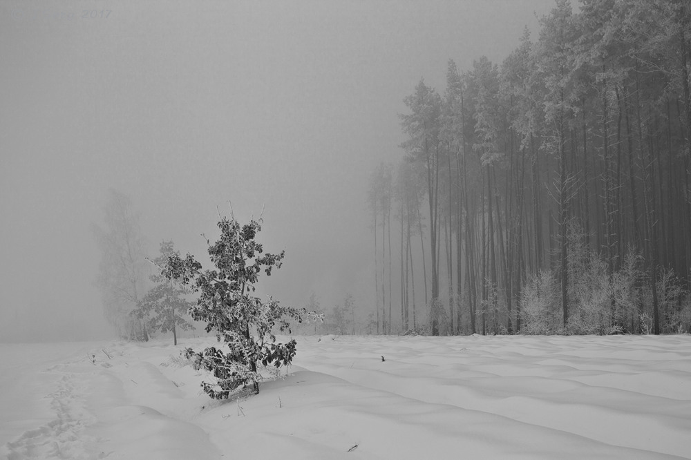 Фотографія Замерзаючий туман - 7 / TSerg (Сергій) / photographers.ua