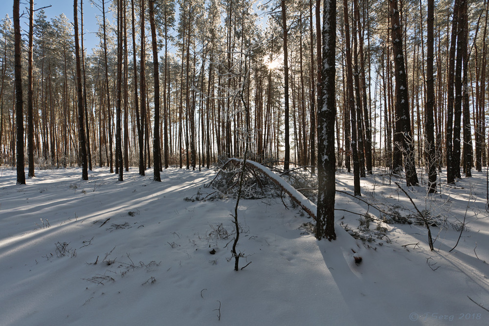 Фотографія Зима у сосновому лісі / TSerg (Сергій) / photographers.ua