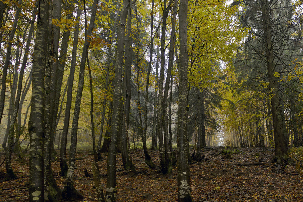 Фотографія Хом"яцький ліс - 2 / TSerg (Сергій) / photographers.ua