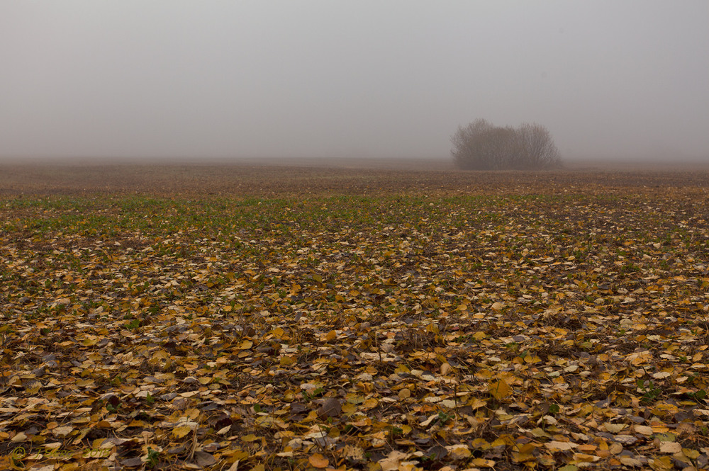 Фотографія Нахабна пані осінь  листя зриває, Землю вкриває / TSerg (Сергій) / photographers.ua