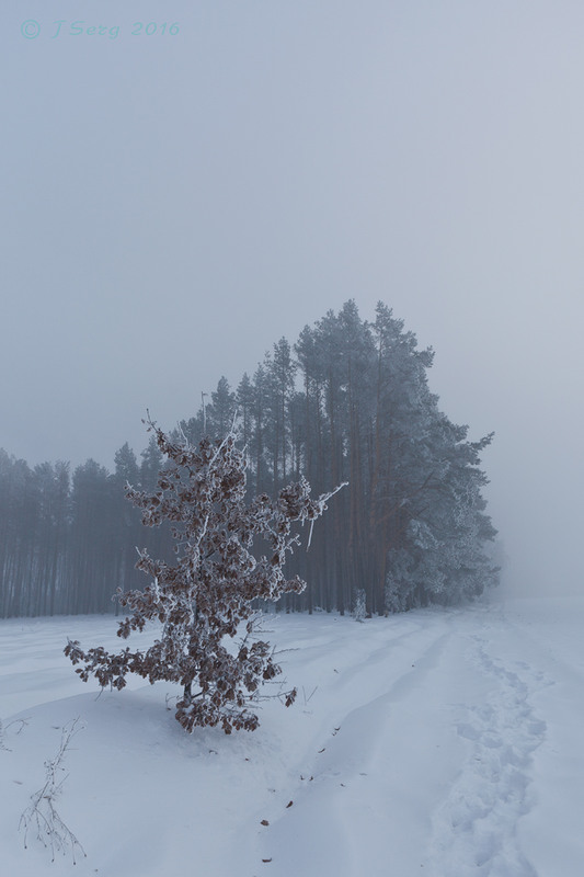 Фотографія Замерзаючий туман / TSerg (Сергій) / photographers.ua
