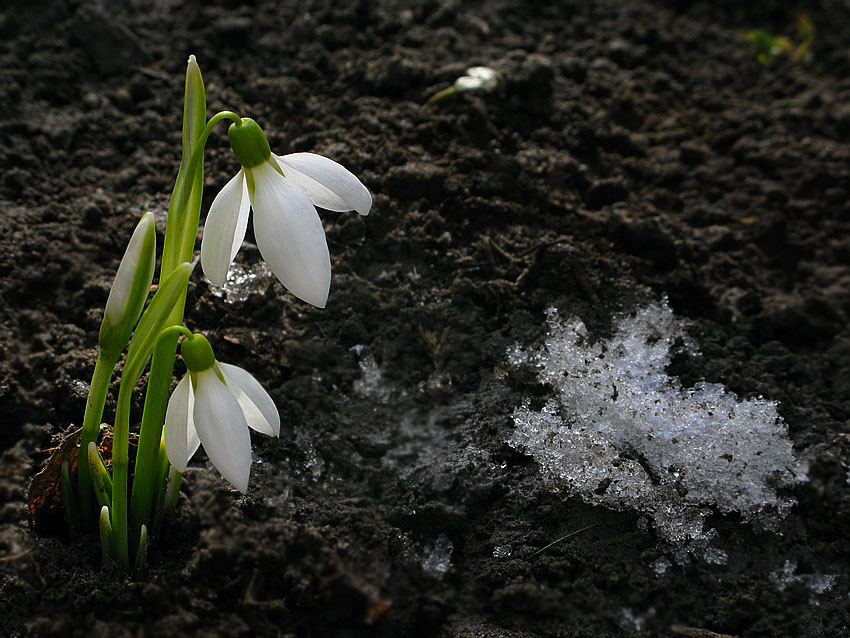 Фотографія Весна / Александр Хоменко / photographers.ua