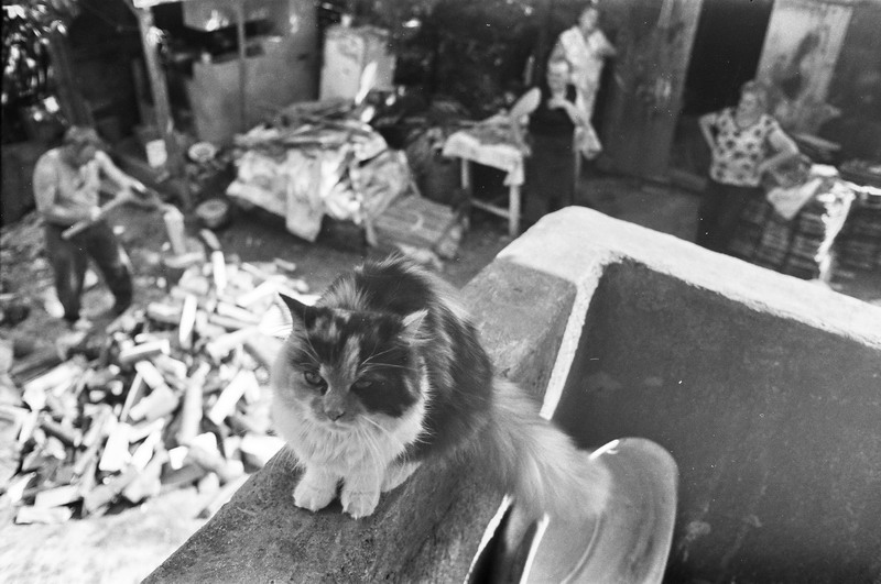 Фотографія кот не работает / Шуша Кио / photographers.ua