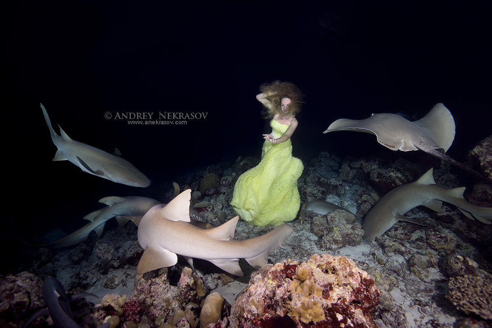 Фотографія "Night Dance with sharks" / Andrey Nekrasov / photographers.ua