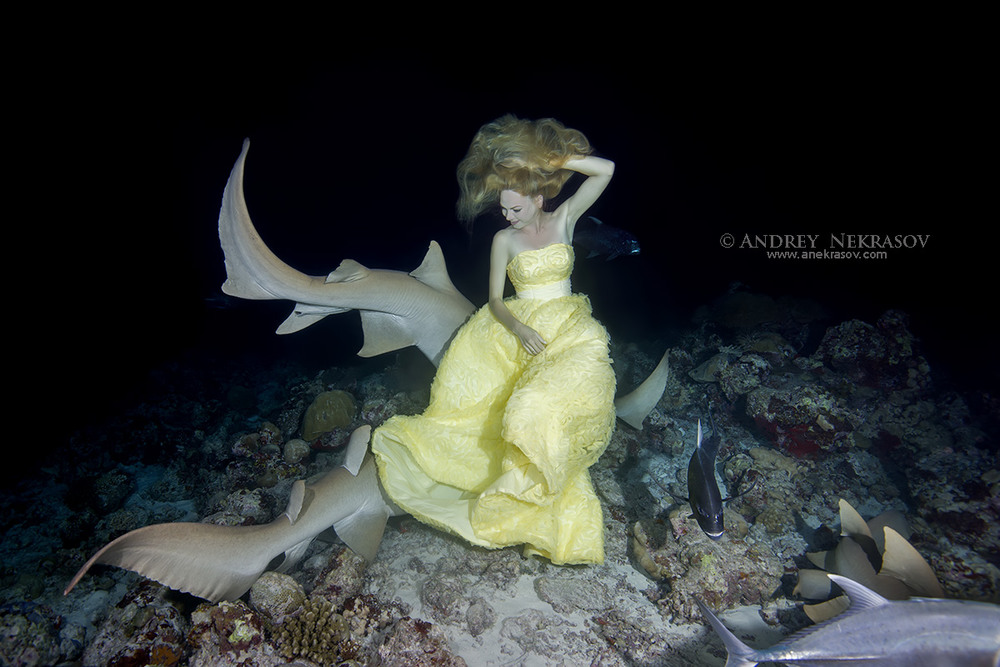 Фотографія "Night Dance with sharks" / Andrey Nekrasov / photographers.ua