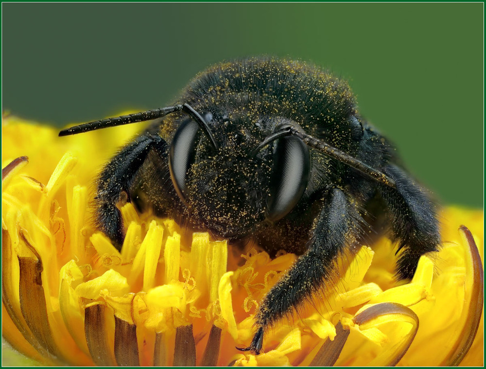 Фотографія Портрет пчелы-плотника / Александр Зубрицкий / photographers.ua
