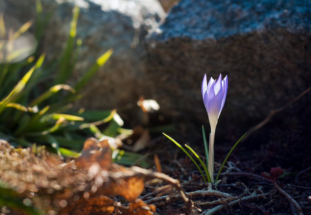 Фотографія Весна прийшла за вікна, і перша квітка розцвіла / Йожин з Бажин / photographers.ua