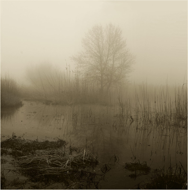Фотографія В зловещем сумраке тумана / Аркадий МОСКОВЧЕНКО / photographers.ua