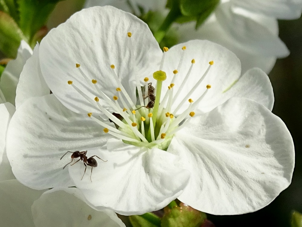 Фотографія Всесвіт квітки вишні / Артур Сіренко / photographers.ua