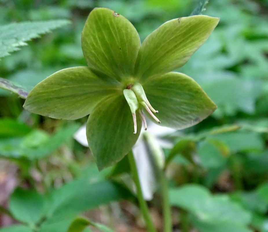 Фотографія Ті, що цвітуть взимку / Артур Сіренко / photographers.ua
