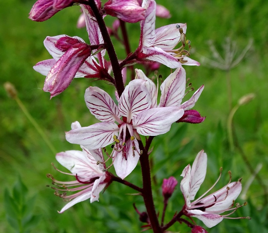 Фотографія Неопалима купина / Артур Сіренко / photographers.ua