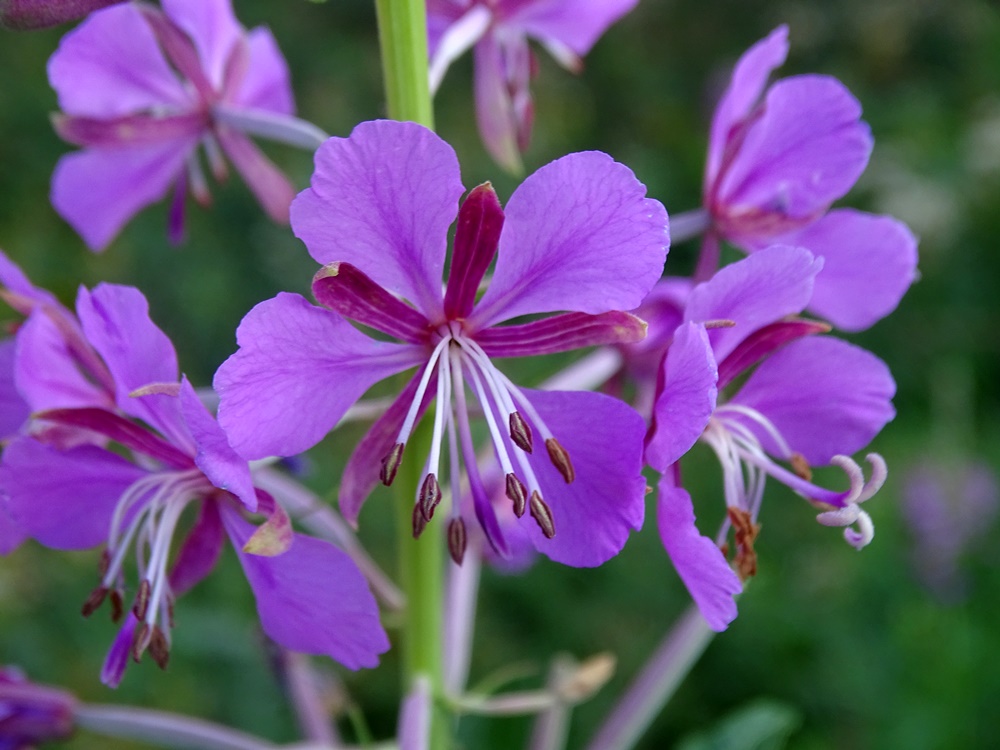Фотографія Квіти пізнього літа / Артур Сіренко / photographers.ua