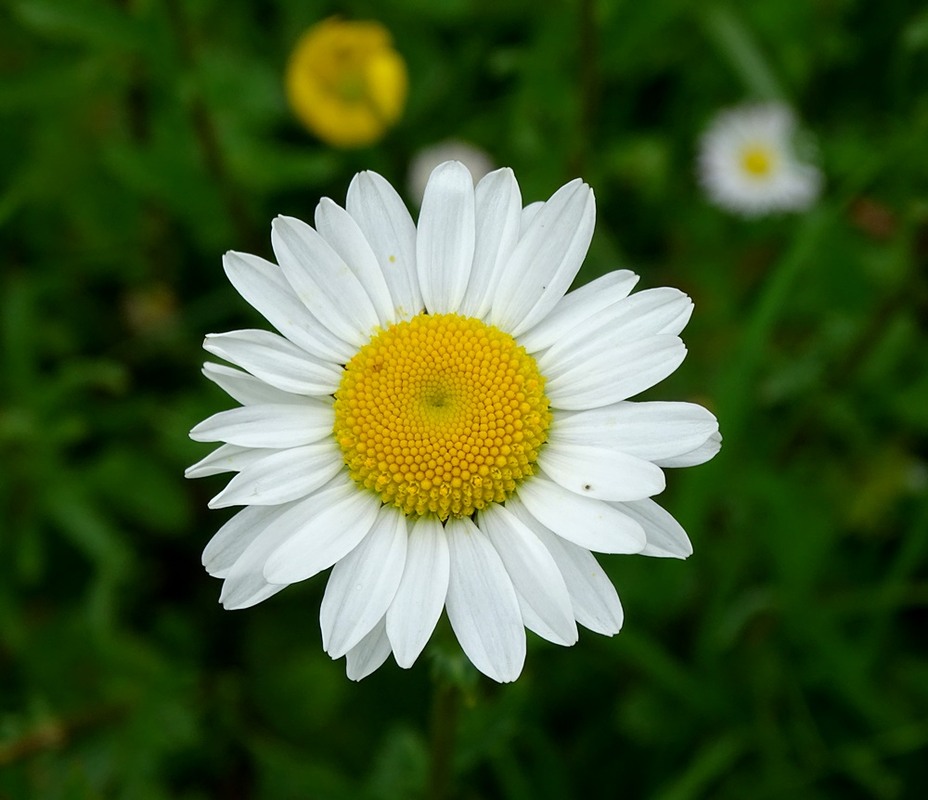 Фотографія Час квітів / Артур Сіренко / photographers.ua