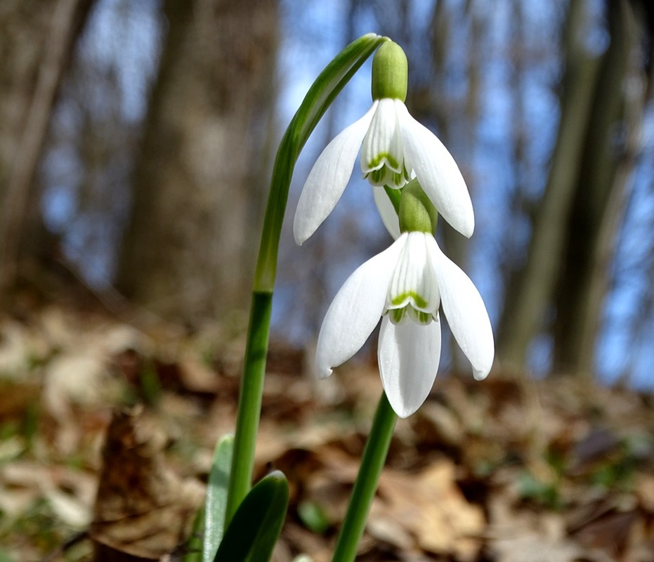 Фотографія Весною сонячно / Артур Сіренко / photographers.ua