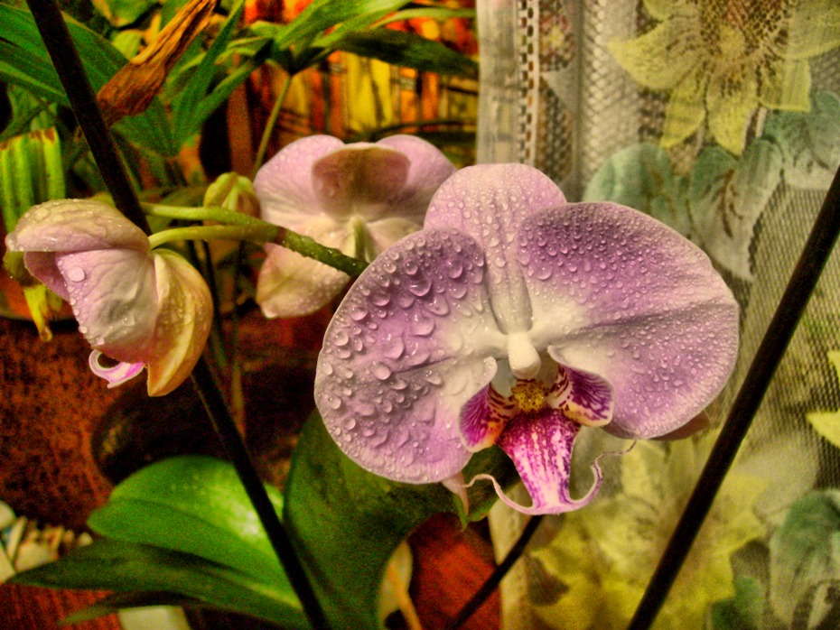 Фотографія Вдома цвітуть орхідеї / Артур Сіренко / photographers.ua
