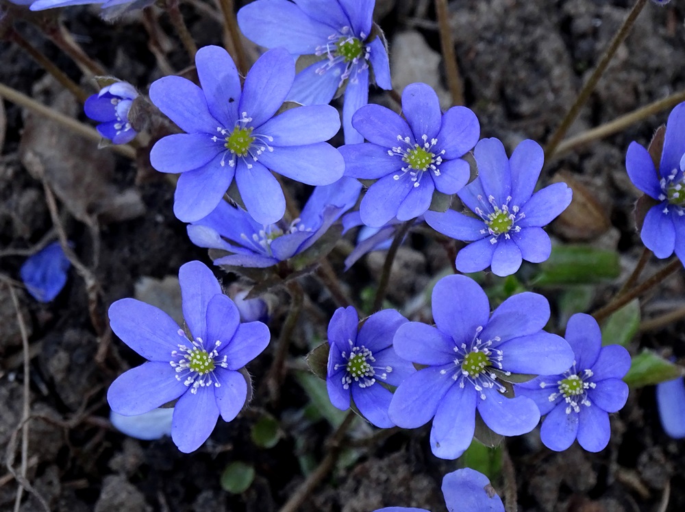 Фотографія Весна синіх квітів / Артур Сіренко / photographers.ua
