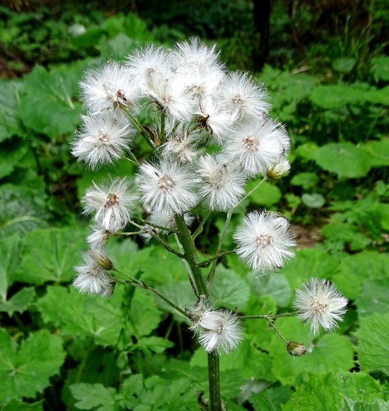 Фотографія Кремена відцвіла / Артур Сіренко / photographers.ua