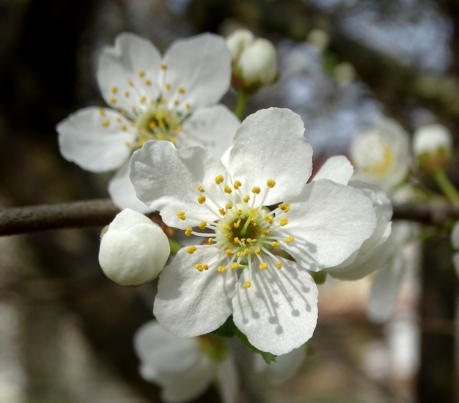 Фотографія Весняний спалах / Артур Сіренко / photographers.ua