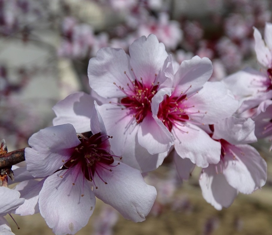 Фотографія Весняне дерево / Артур Сіренко / photographers.ua