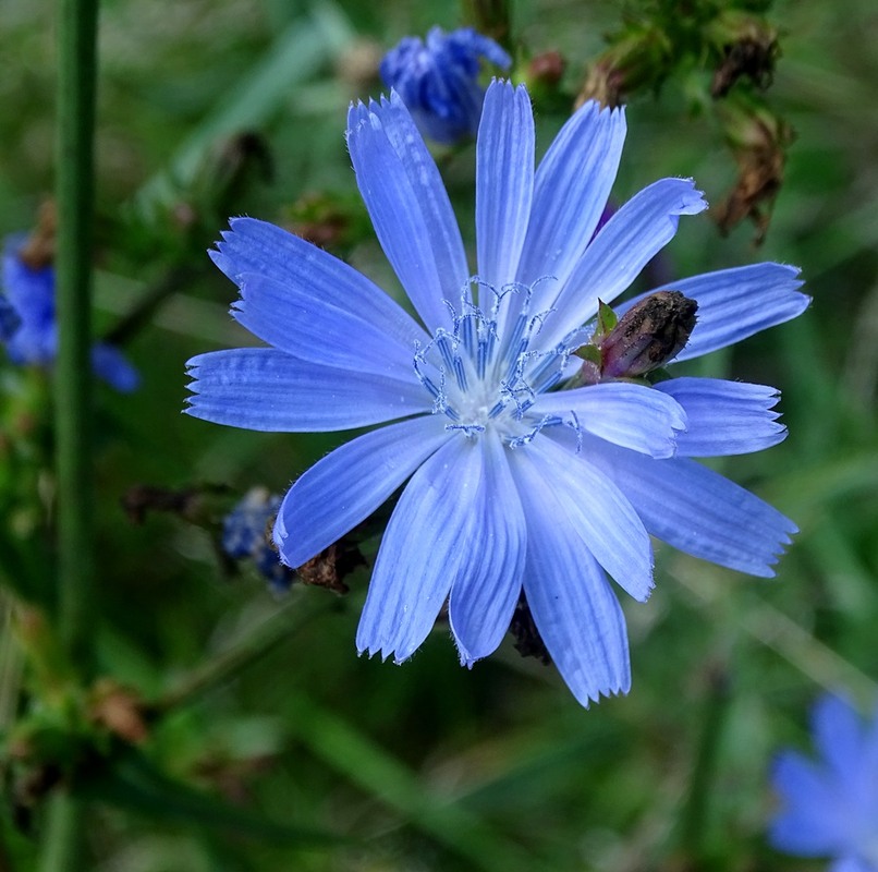 Фотографія Петрів батіг / Артур Сіренко / photographers.ua