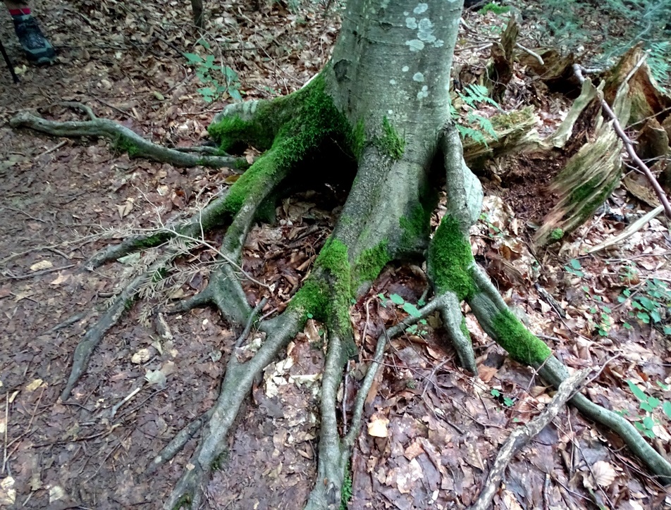 Фотографія Серед лісу / Артур Сіренко / photographers.ua