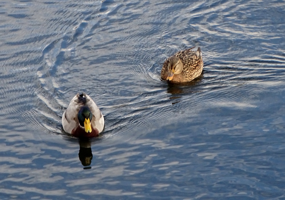 Фотографія Плавання / Артур Сіренко / photographers.ua
