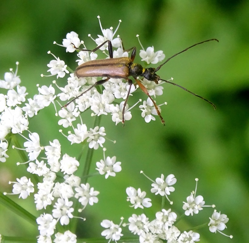 Фотографія Вусатий / Артур Сіренко / photographers.ua