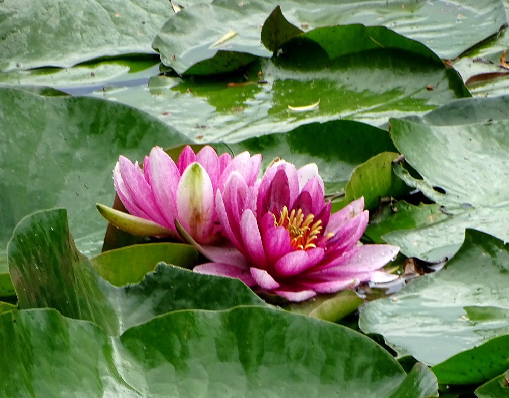 Фотографія На озері забуття / Артур Сіренко / photographers.ua