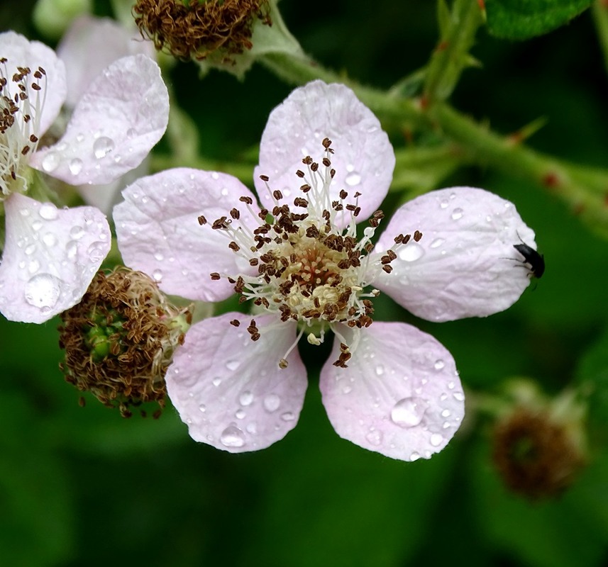 Фотографія Червень / Артур Сіренко / photographers.ua