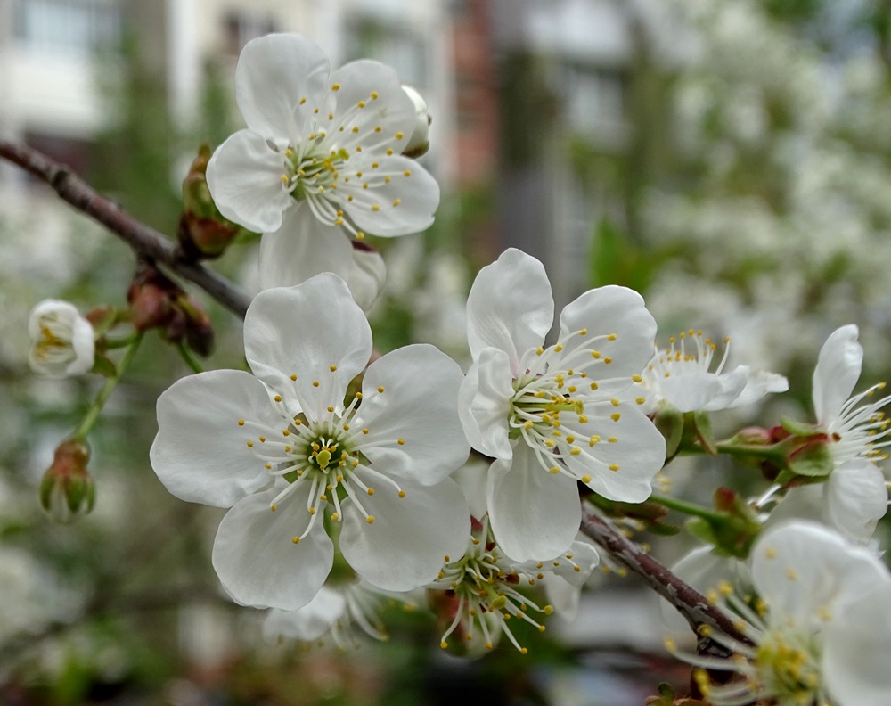 Фотографія Вишні цвітуть. / Артур Сіренко / photographers.ua