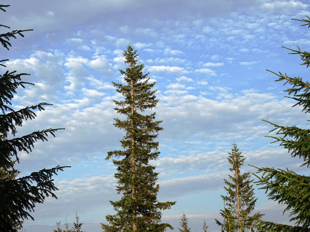 Фотографія Небо і самотнє дерево / Артур Сіренко / photographers.ua
