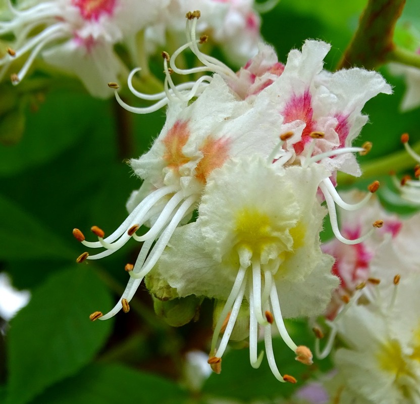 Фотографія Квітка пристрасті / Артур Сіренко / photographers.ua