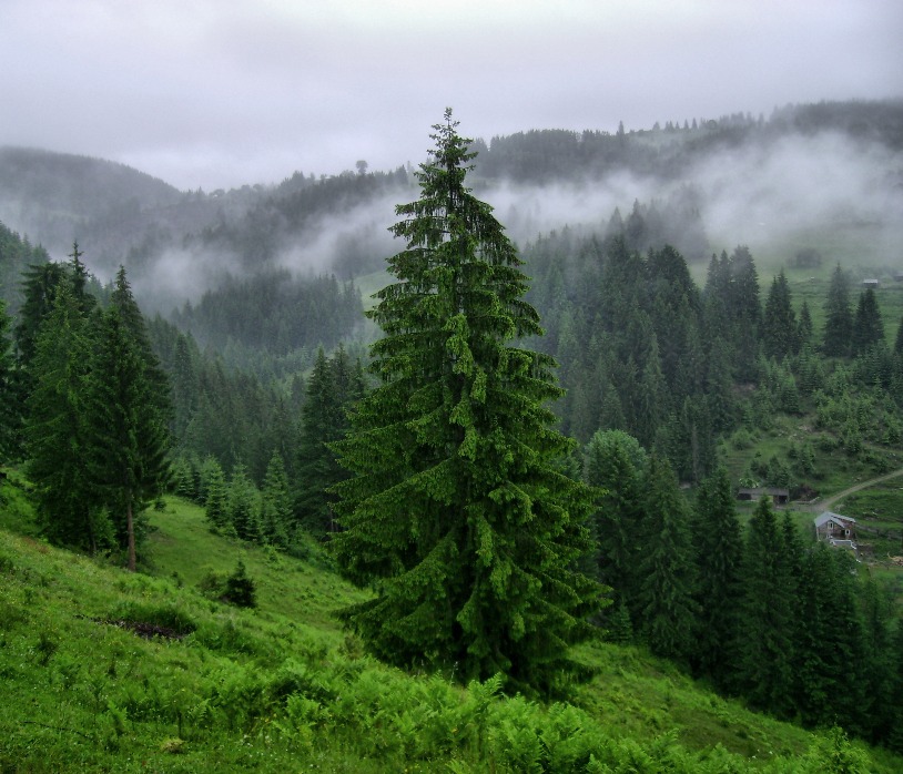 Фотографія Дерево в країні туманів / Артур Сіренко / photographers.ua