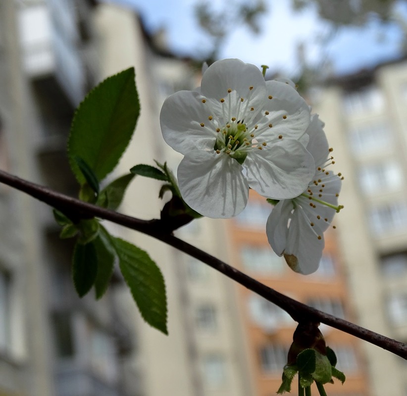 Фотографія Весна серед міста / Артур Сіренко / photographers.ua